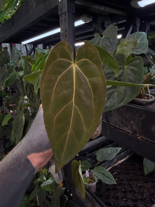 Anthurium (carlablackiae x dressleri) x carlablackiae