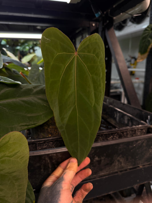 Anthurium #RubyZoisite