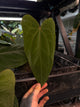 Anthurium #RubyZoisite