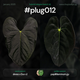 Anthurium #Plug012