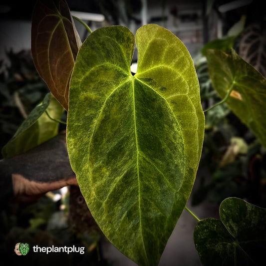 Anthurium (forgetii hybrid var) x dressleri • highly variegated