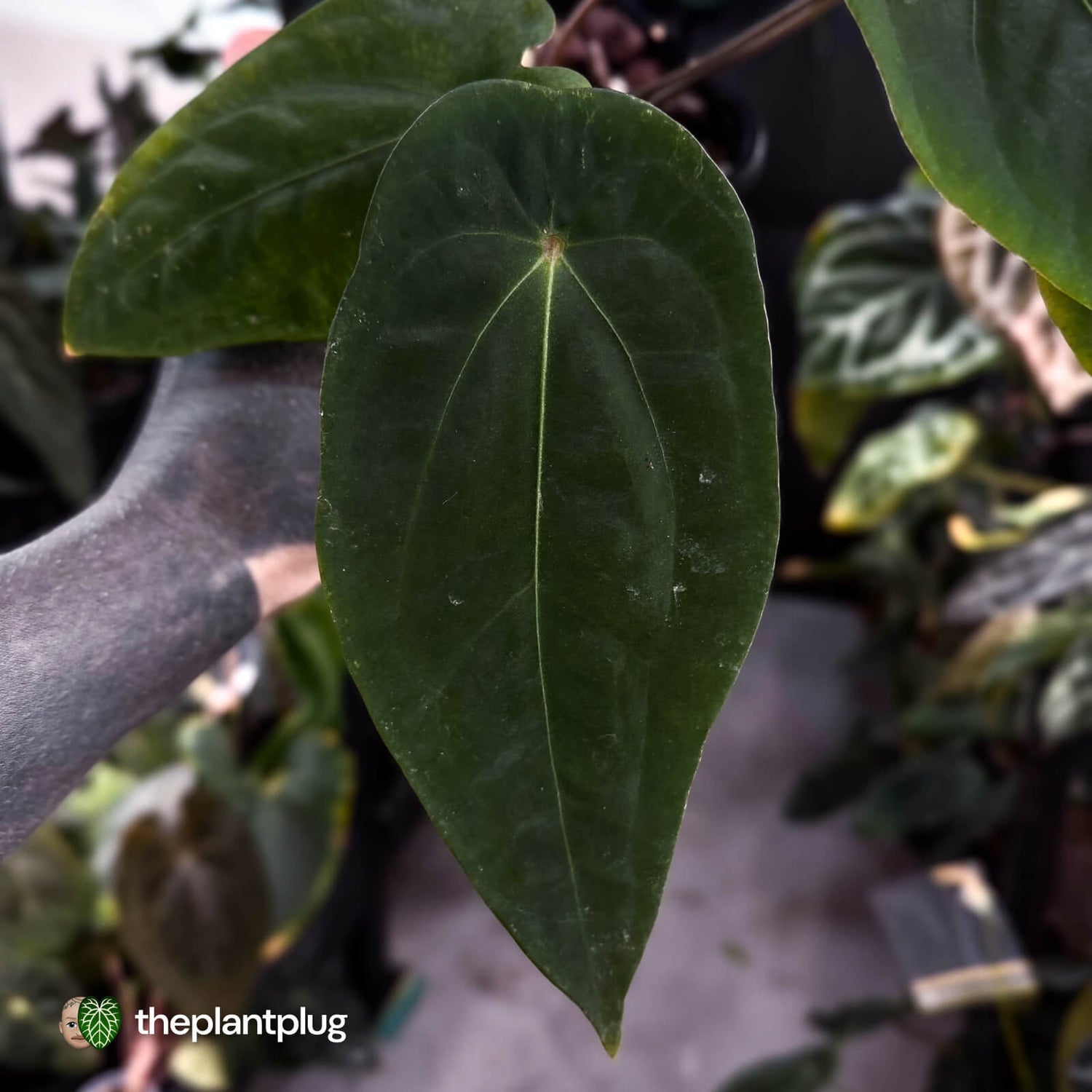 Anthurium forgetii x antolakii • select clone