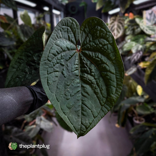 Anthurium 'Bloodmoon' x luxurians 🩸