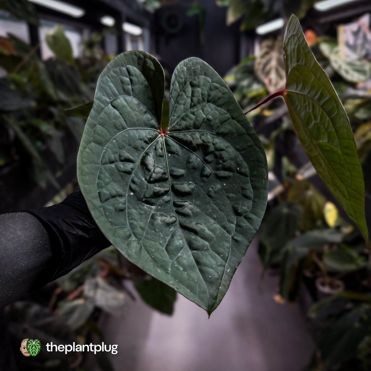 Anthurium 'Bloodmoon' x luxurians 🩸