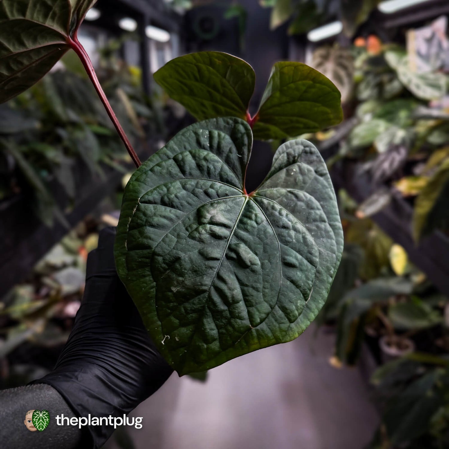 Anthurium 'Bloodmoon' x luxurians 🩸