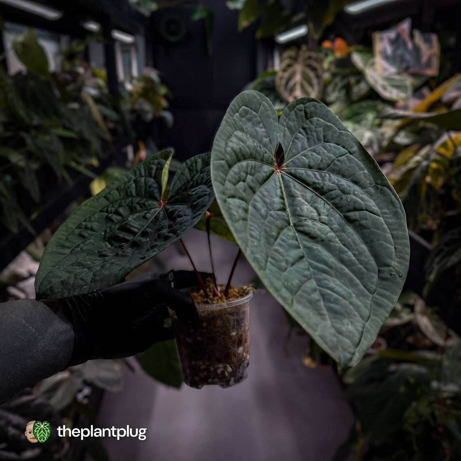 Anthurium 'Bloodmoon' x luxurians 🩸