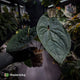 Anthurium 'Bloodmoon' x luxurians 🩸
