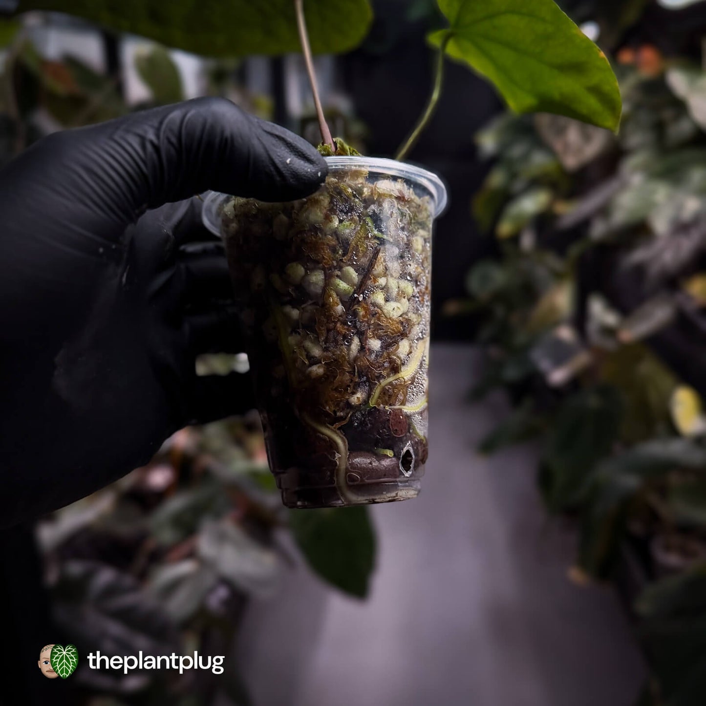 Anthurium forgetii x antolakii • select clone