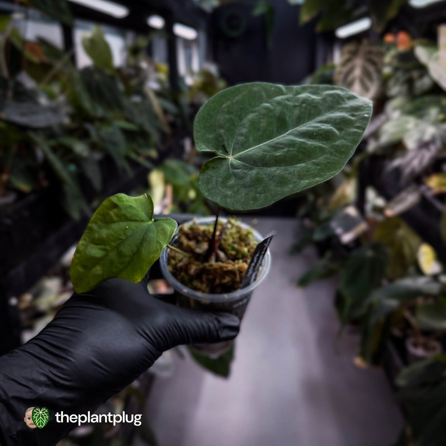 Anthurium forgetii x antolakii • select clone