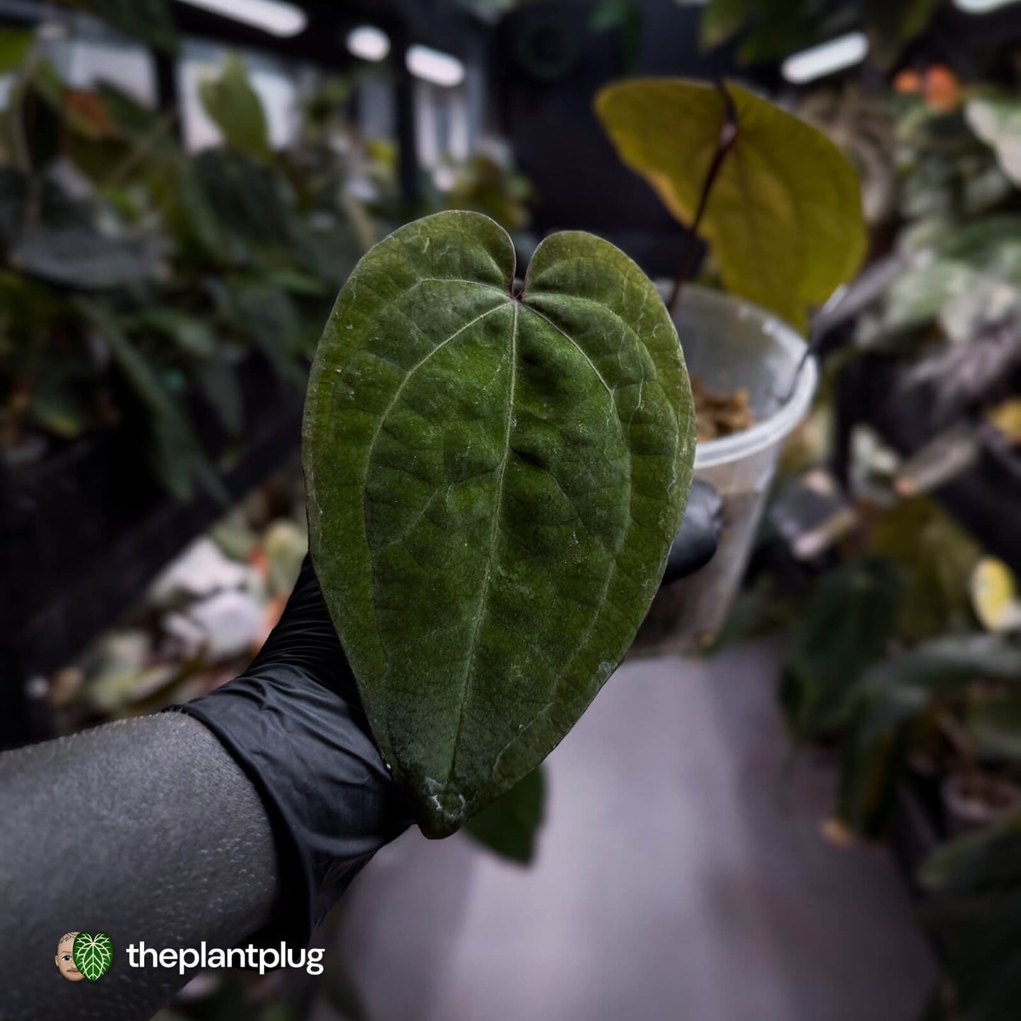 Anthurium 'Ace of Spades' (ex. Tezula) ♠️