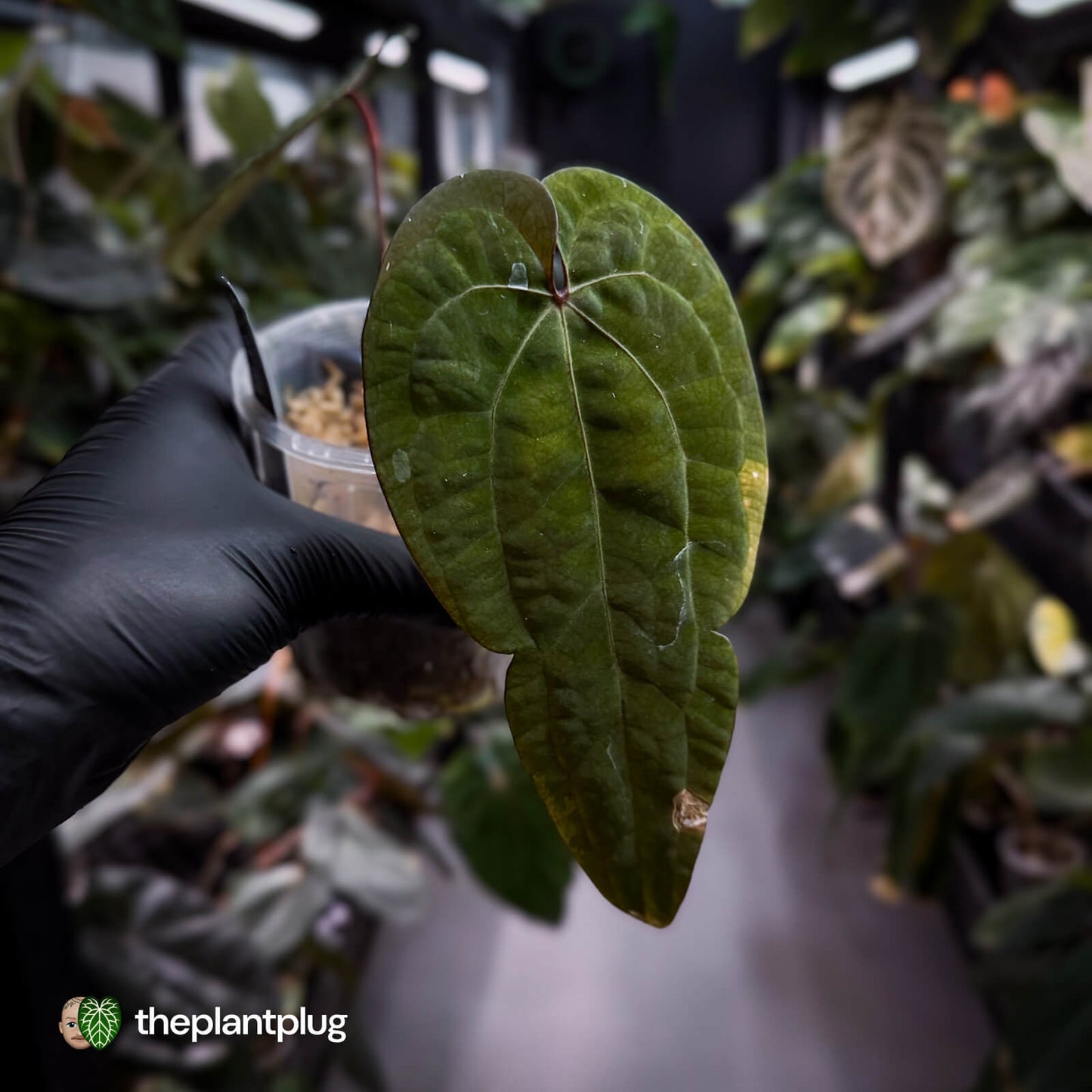 Anthurium 'Ace of Spades' (ex. Tezula) ♠️