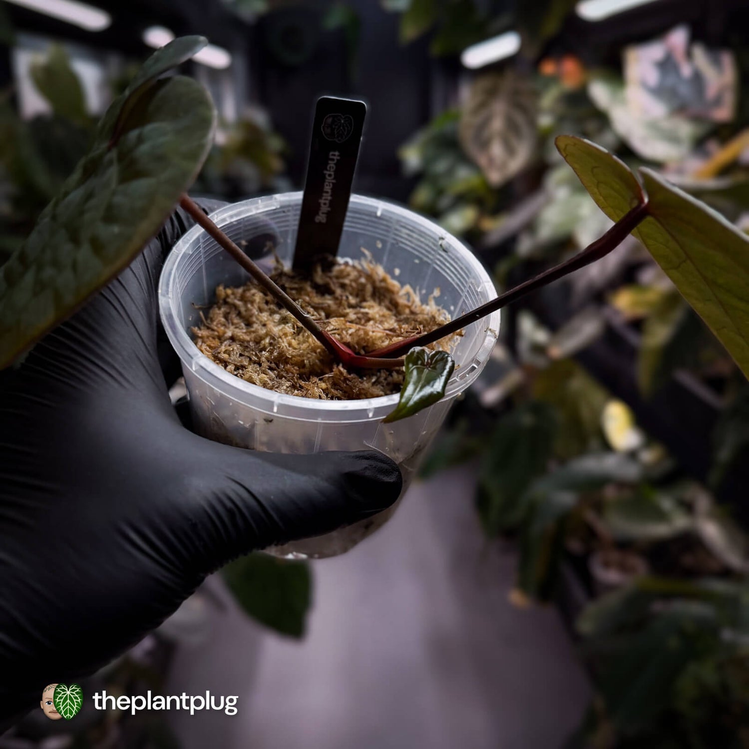 Anthurium 'Ace of Spades' (ex. Tezula) ♠️