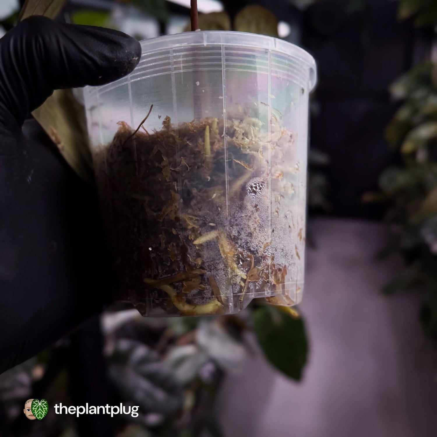 Anthurium 'Ace of Spades' (ex. Tezula) ♠️