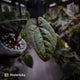 Anthurium 'Ace of Spades' • mint variegated 🦄