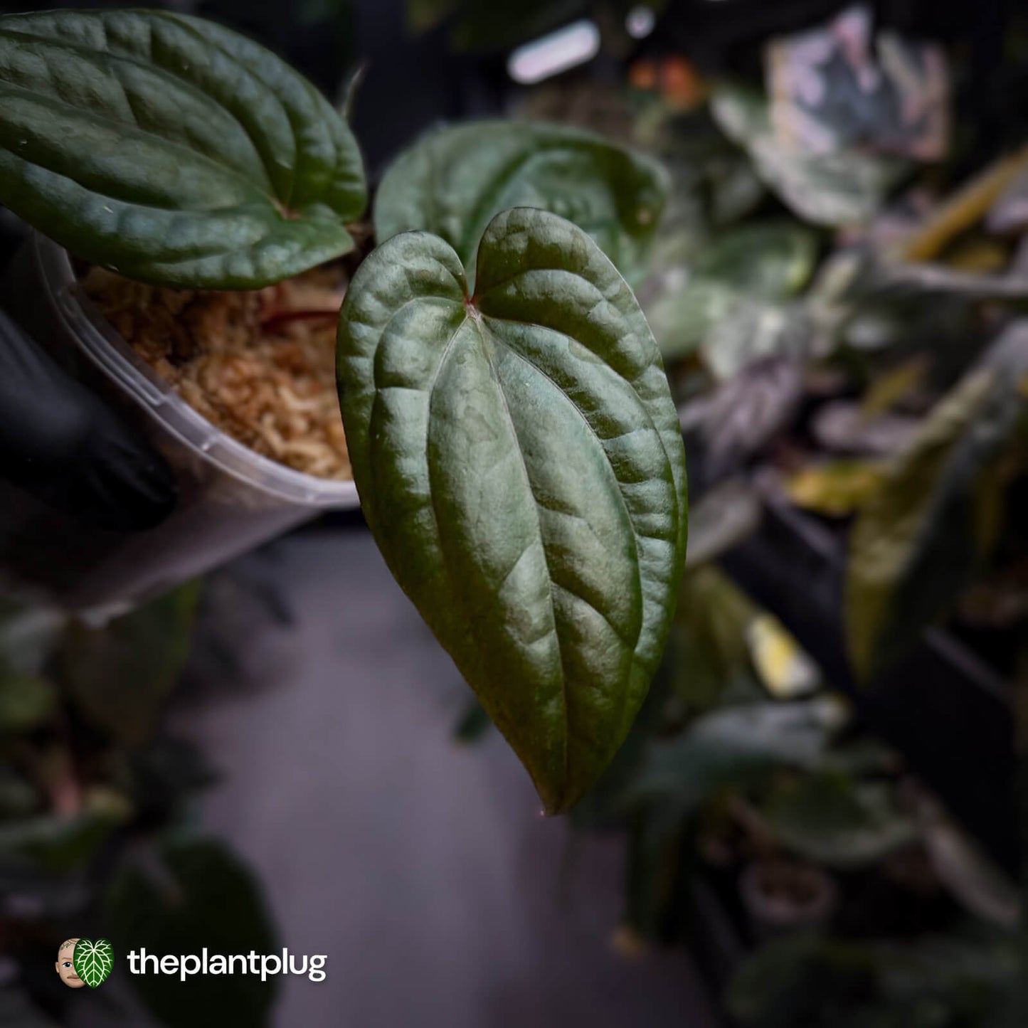 Anthurium 'RVDP' x luxurians 😍