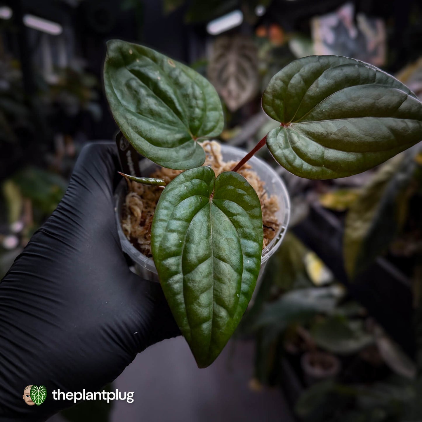Anthurium 'RVDP' x luxurians 😍