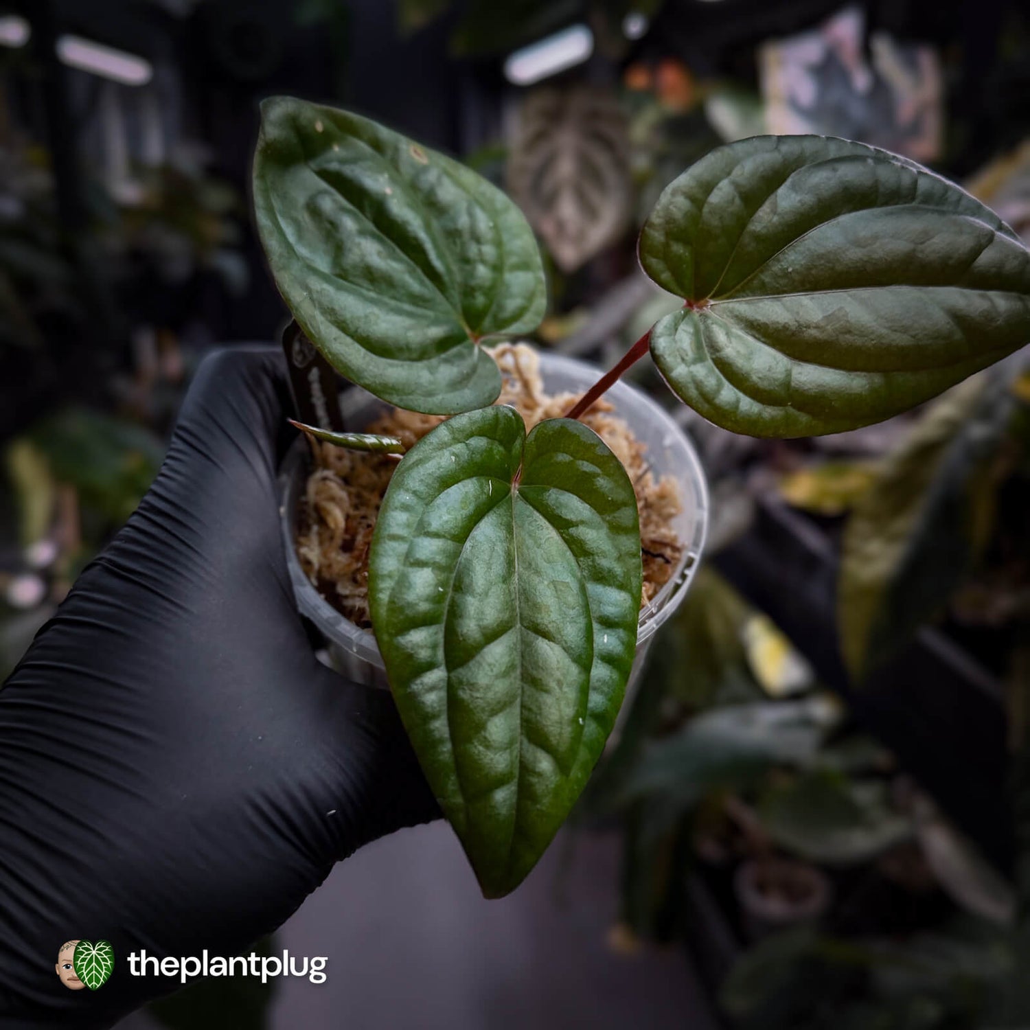 Anthurium 'RVDP' x luxurians 😍
