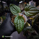 Anthurium 'RVDP' x luxurians 😍