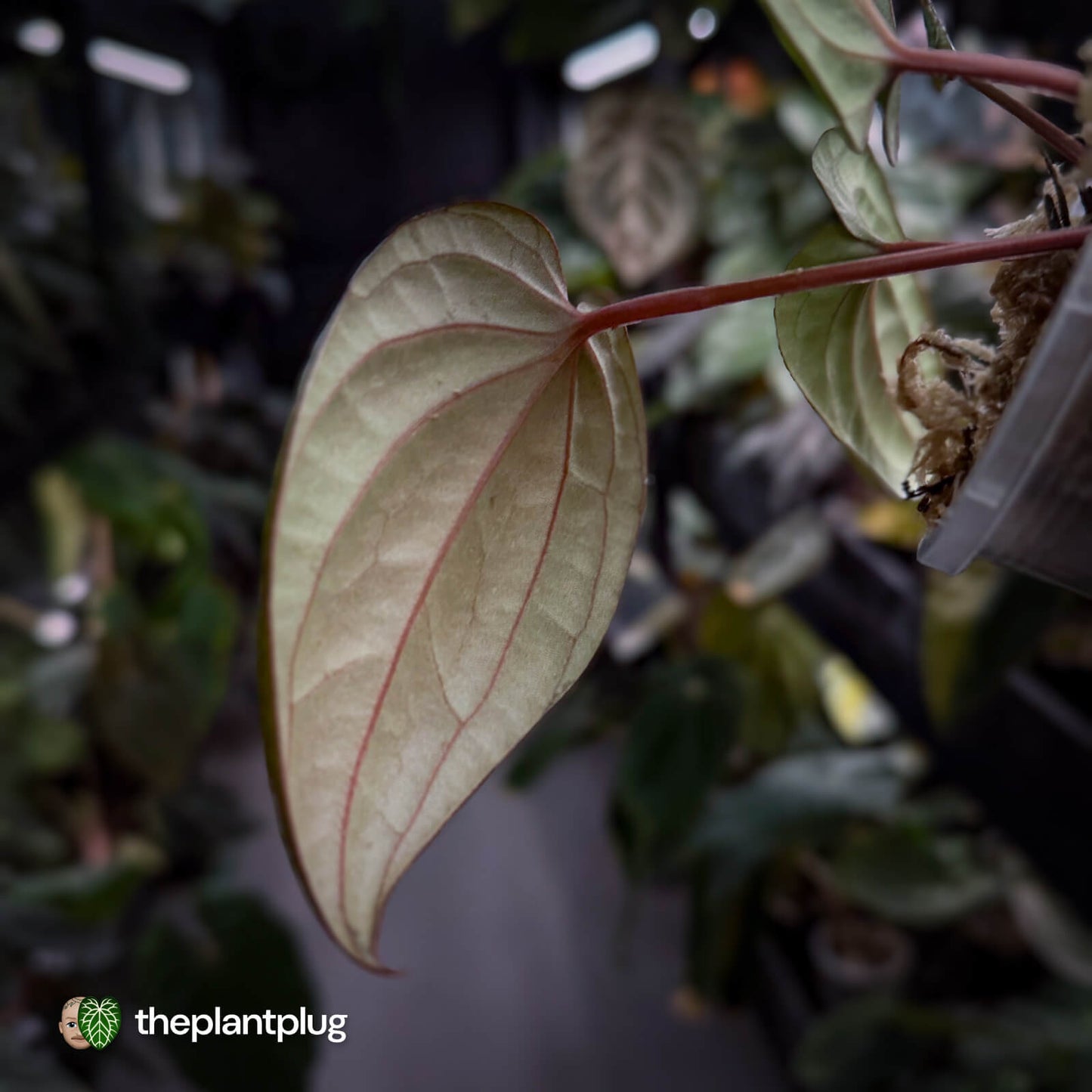 Anthurium 'RVDP' x luxurians 😍
