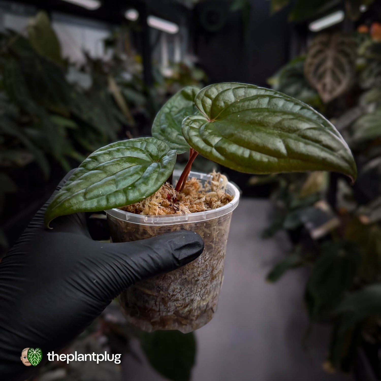 Anthurium 'RVDP' x luxurians 😍