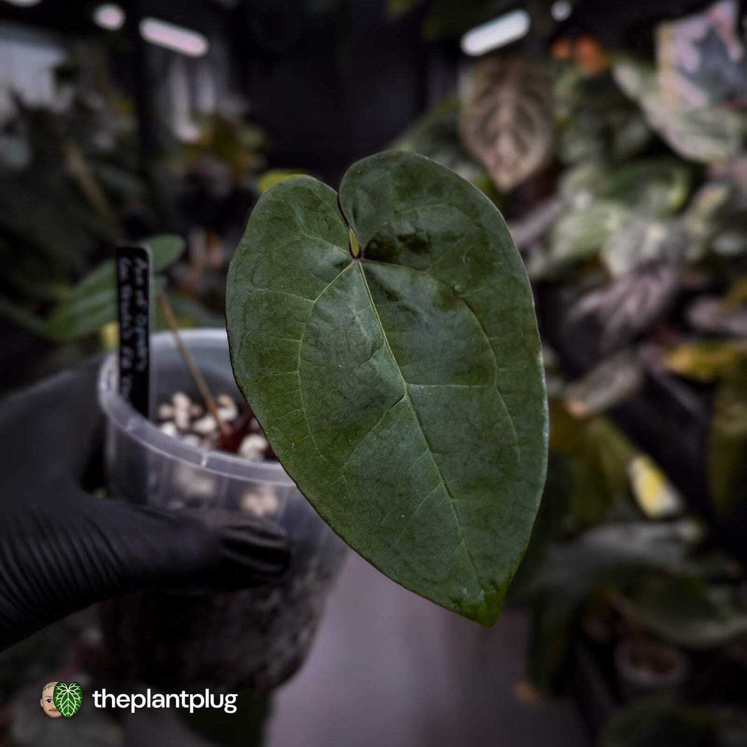 Anthurium 'Ace of Spades' f2 • select clone