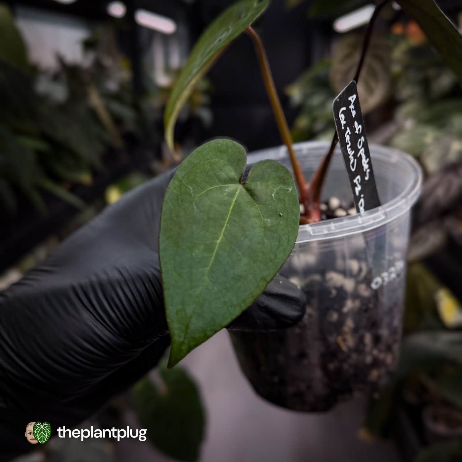 Anthurium 'Ace of Spades' f2 • select clone