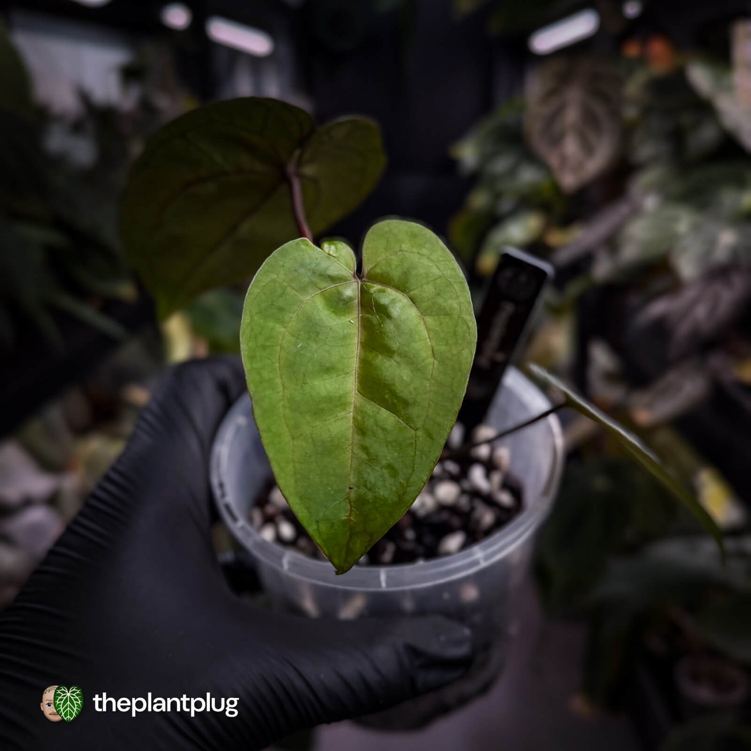 Anthurium 'Ace of Spades' f2 • select clone