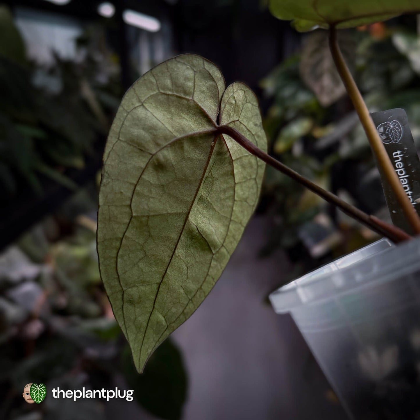 Anthurium 'Ace of Spades' f2 • select clone