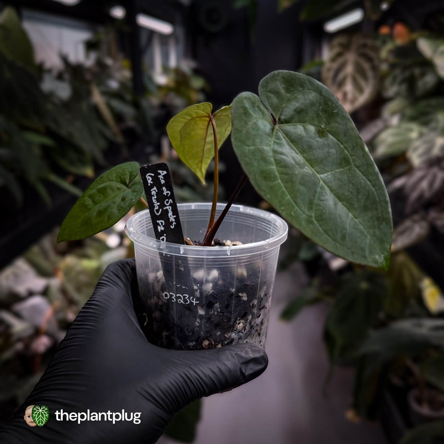 Anthurium 'Ace of Spades' f2 • select clone