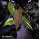 Anthurium papillilaminum x • variegated 🌟