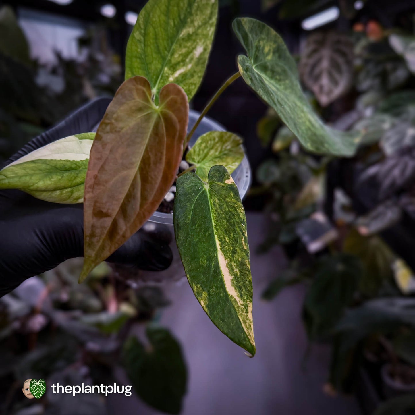 Anthurium papillilaminum x • variegated 🌟