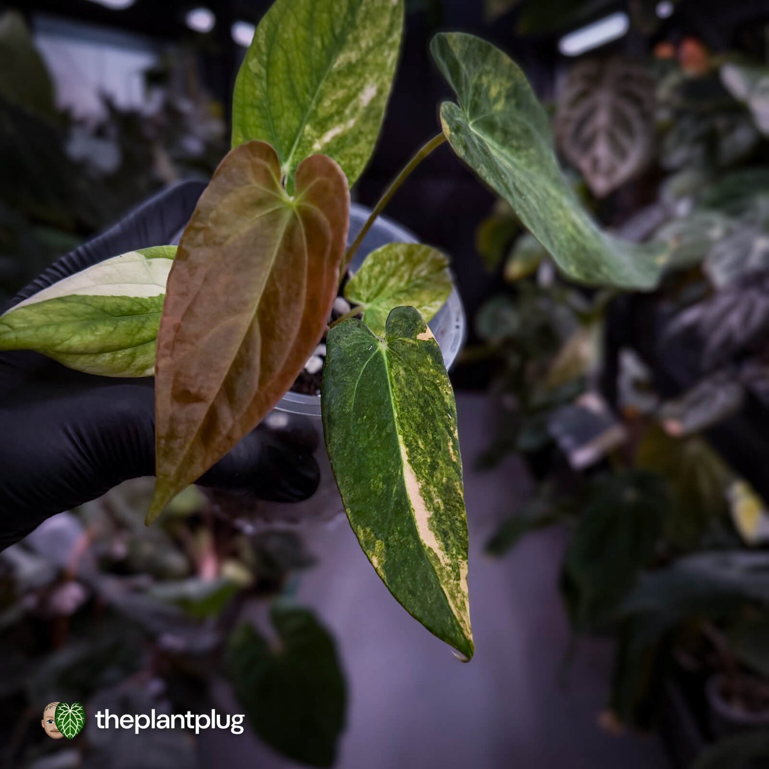 Anthurium papillilaminum x • variegated 🌟