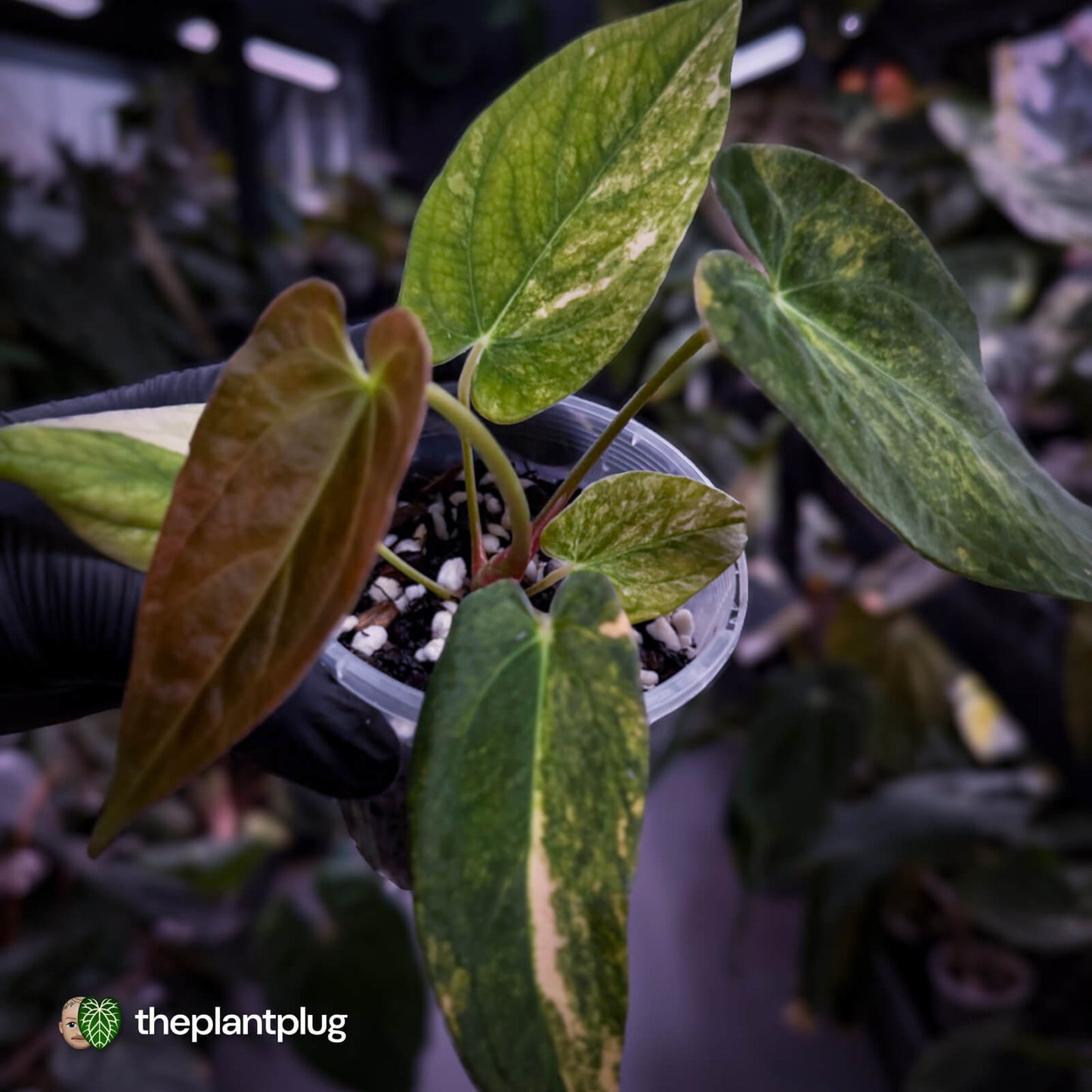 Anthurium papillilaminum x • variegated 🌟