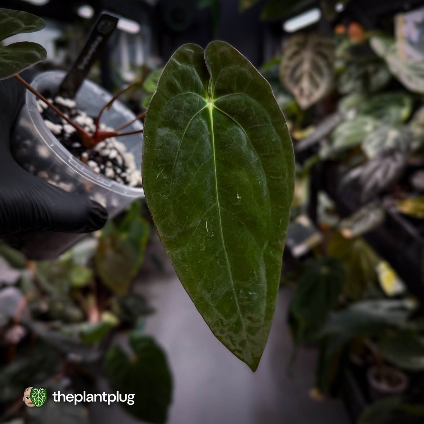 Anthurium papillilaminum x dressleri 'JS' • OG Clone