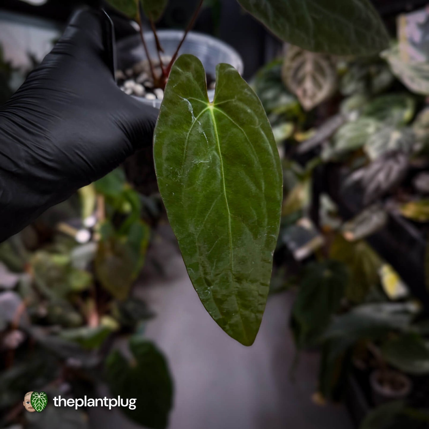 Anthurium papillilaminum x dressleri 'JS' • OG Clone