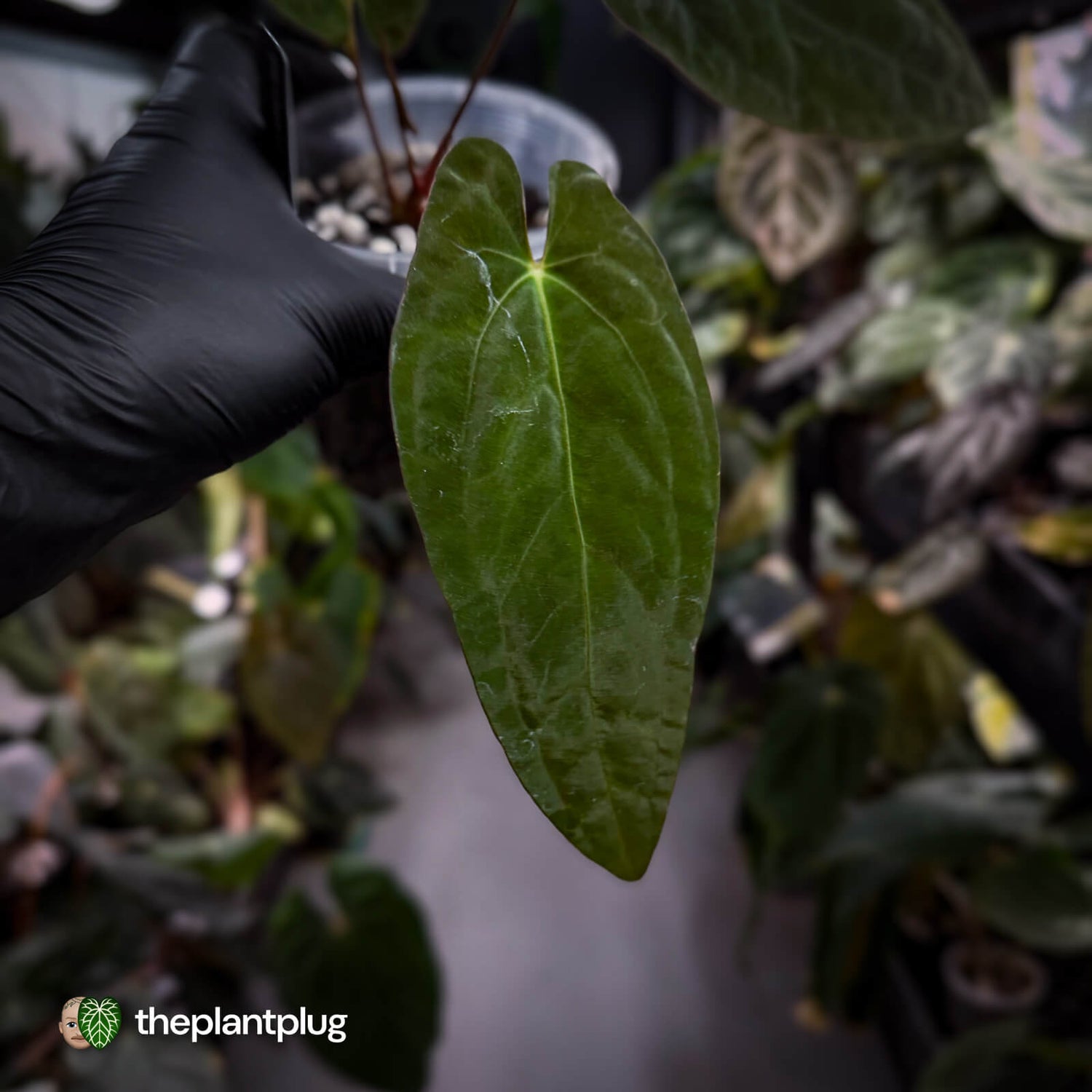 Anthurium papillilaminum x dressleri 'JS' • OG Clone
