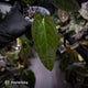 Anthurium papillilaminum x dressleri 'JS' • OG Clone