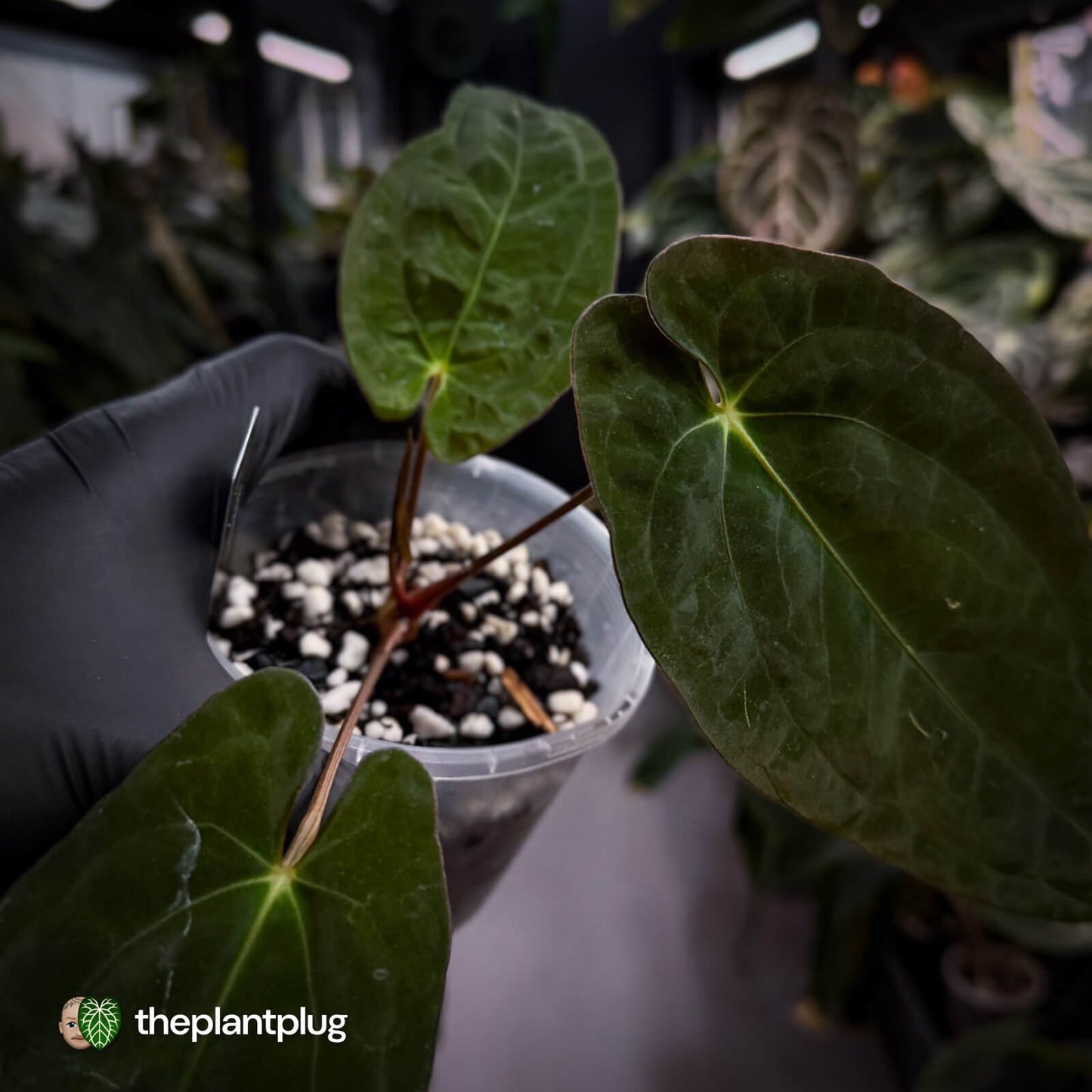 Anthurium papillilaminum x dressleri 'JS' • OG Clone