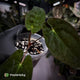Anthurium papillilaminum x dressleri 'JS' • OG Clone