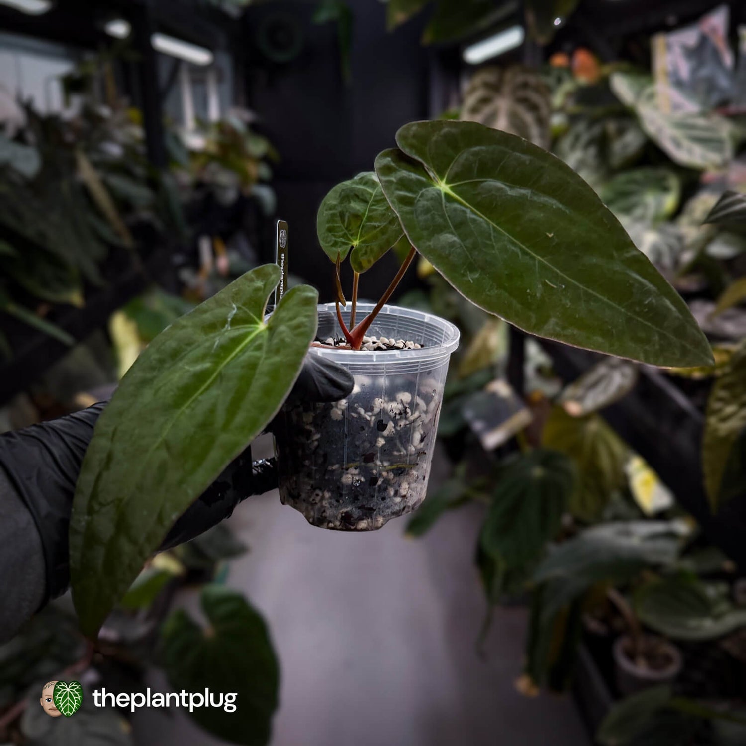 Anthurium papillilaminum x dressleri 'JS' • OG Clone