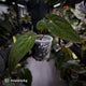 Anthurium papillilaminum x dressleri 'JS' • OG Clone