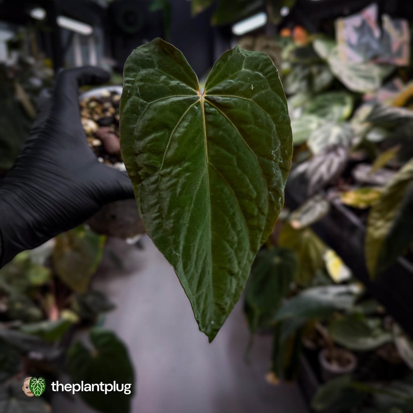 Anthurium papillilaminum x dressleri (?) • mother plant clone
