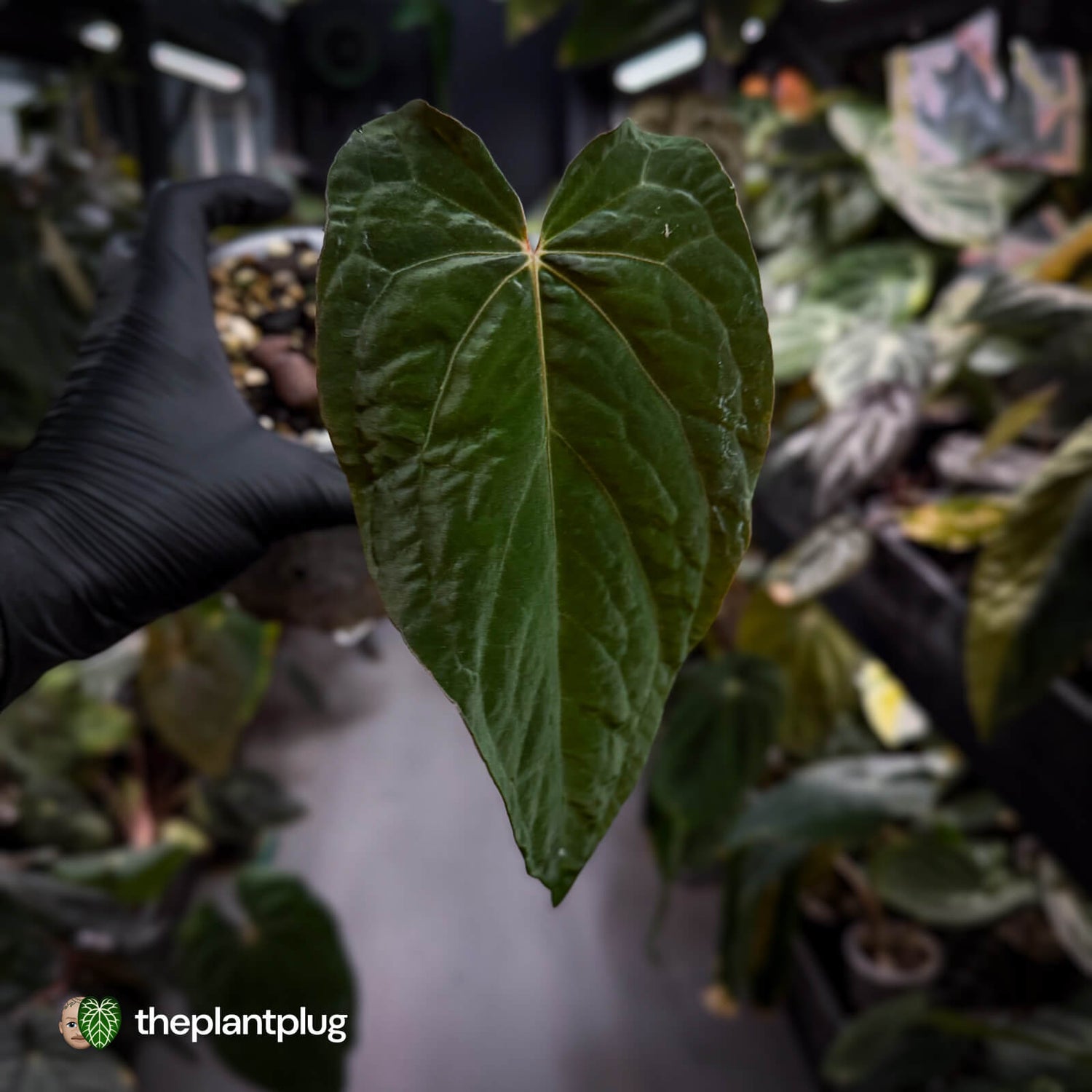 Anthurium papillilaminum x dressleri (?) • mother plant clone