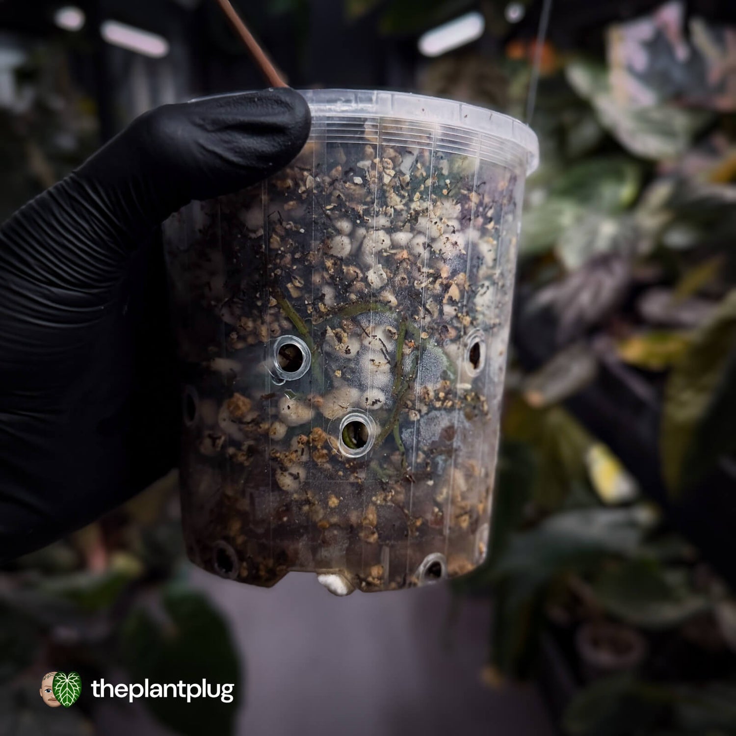 Anthurium papillilaminum x dressleri (?) • mother plant clone