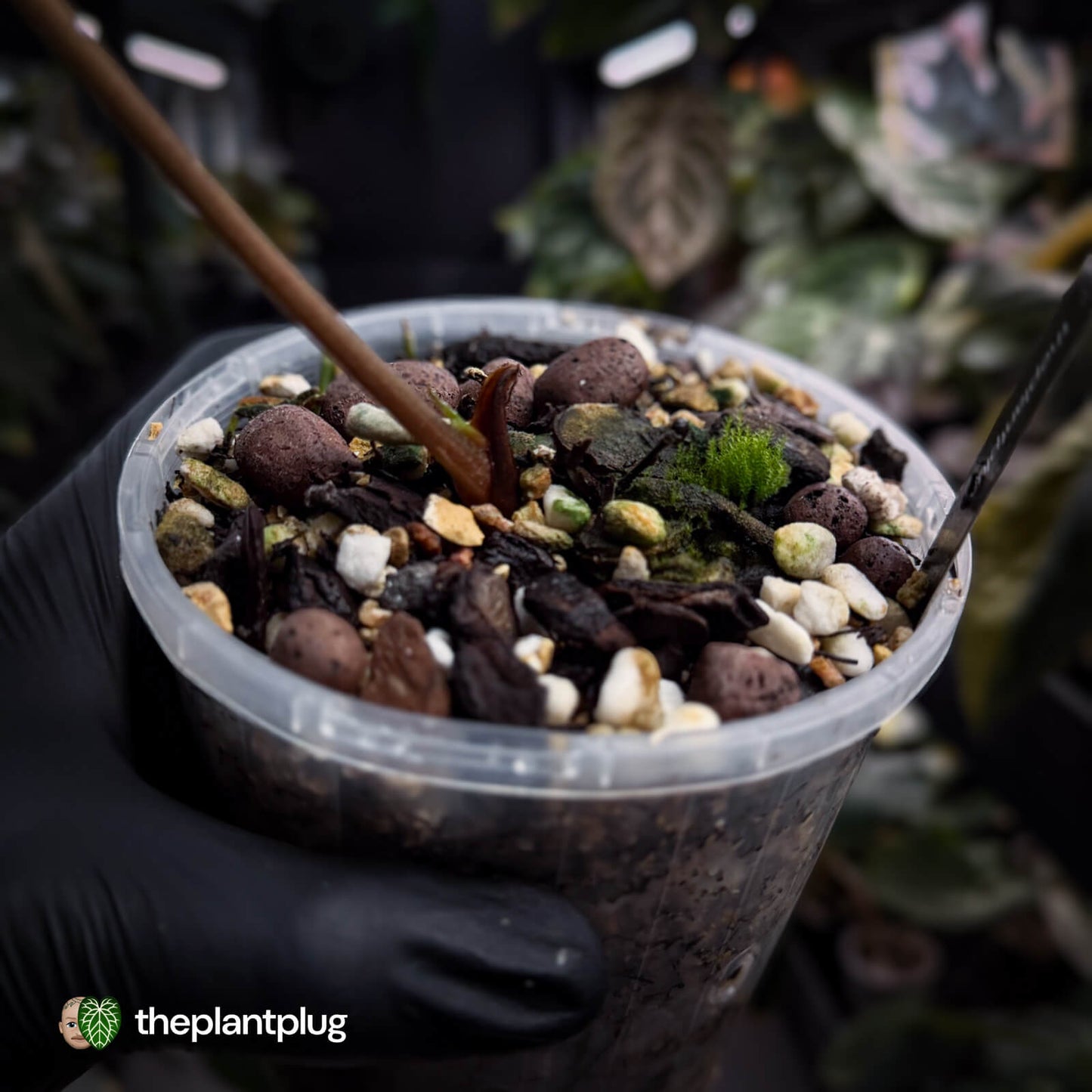 Anthurium papillilaminum x dressleri (?) • mother plant clone