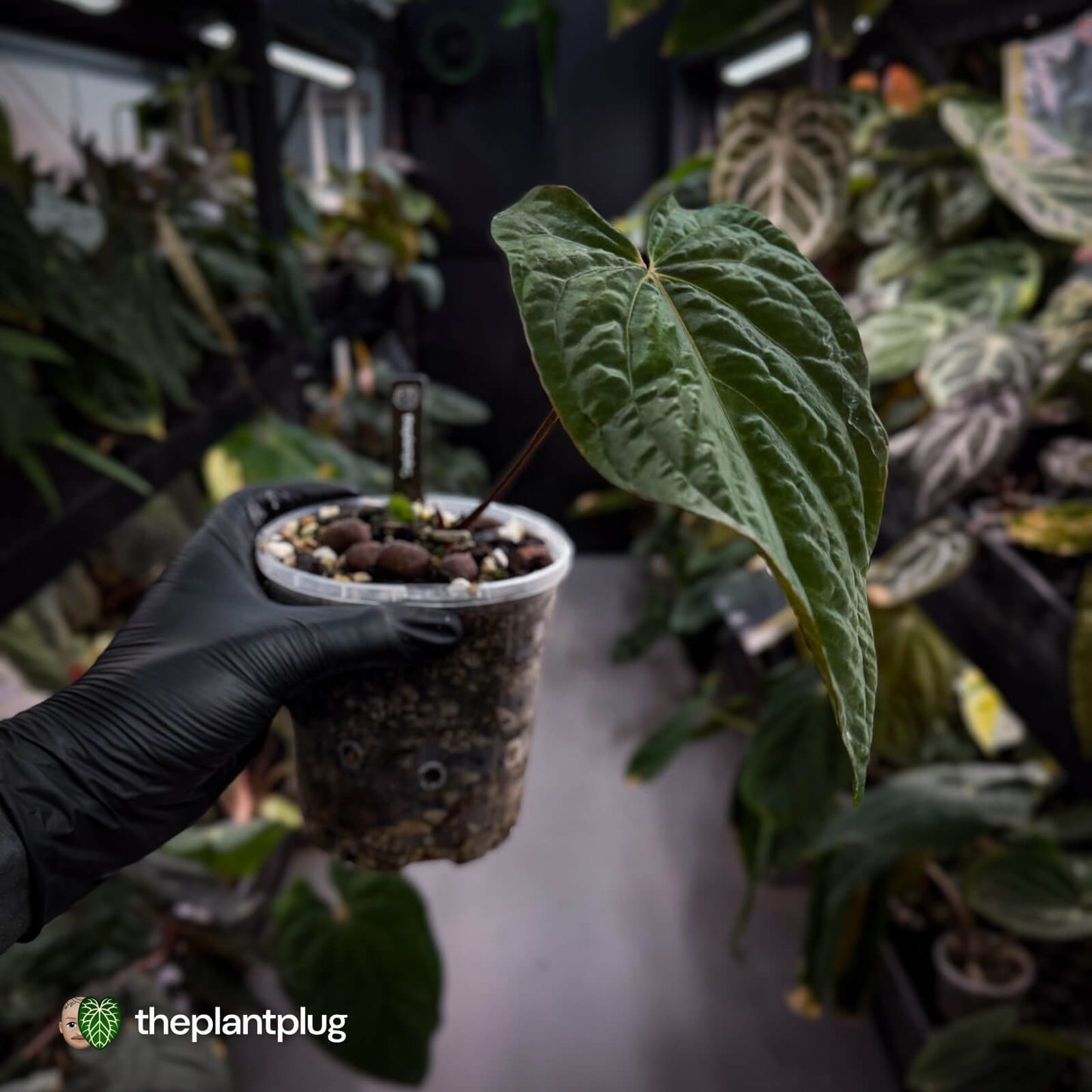 Anthurium papillilaminum x dressleri (?) • mother plant clone