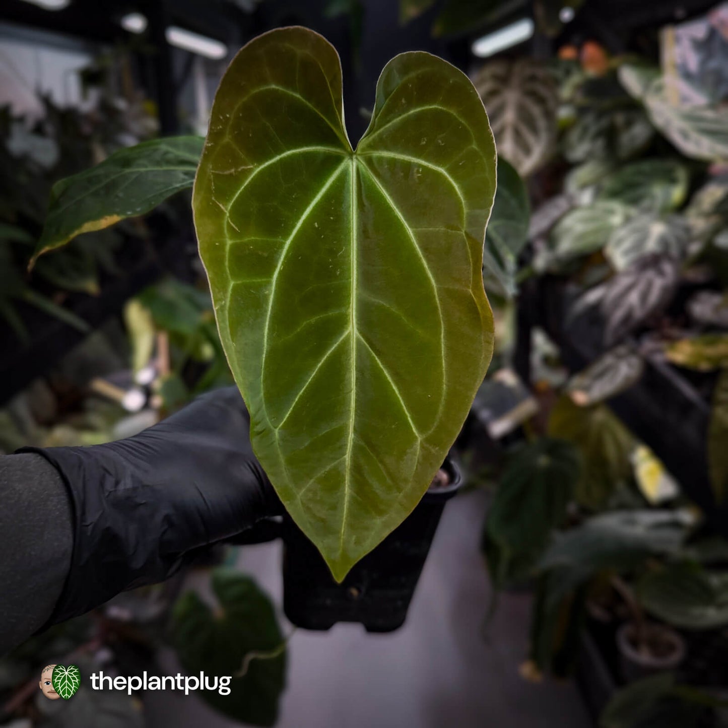 Anthurium forgetii hybrid x besseae aff 'Elektra' ⚡