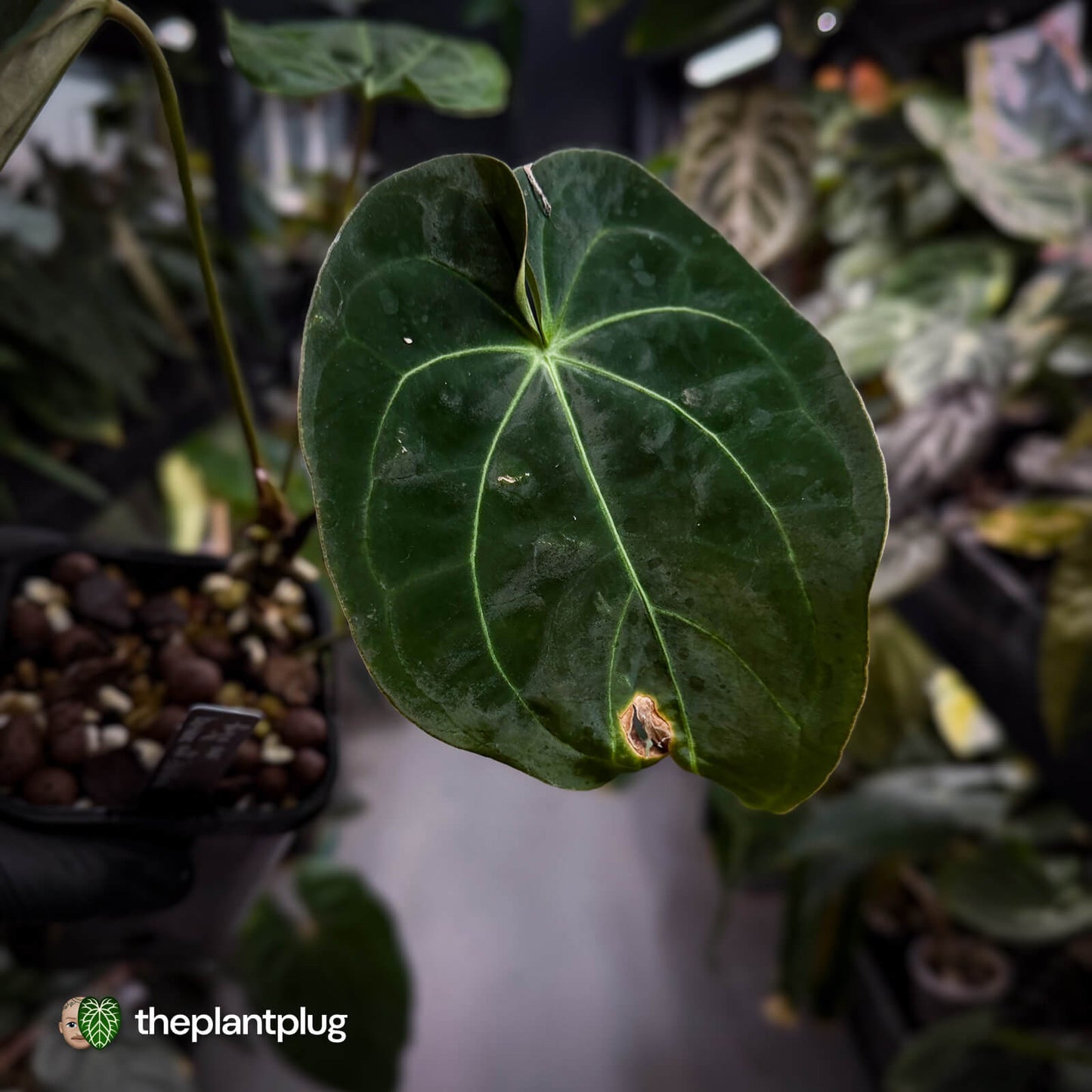 Anthurium forgetii hybrid x besseae aff 'Elektra' ⚡