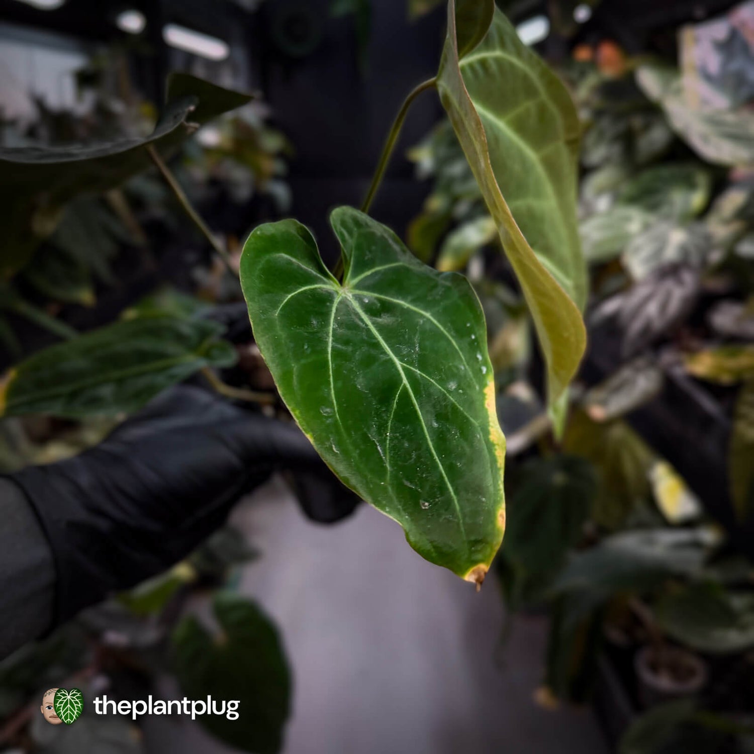 Anthurium forgetii hybrid x besseae aff 'Elektra' ⚡