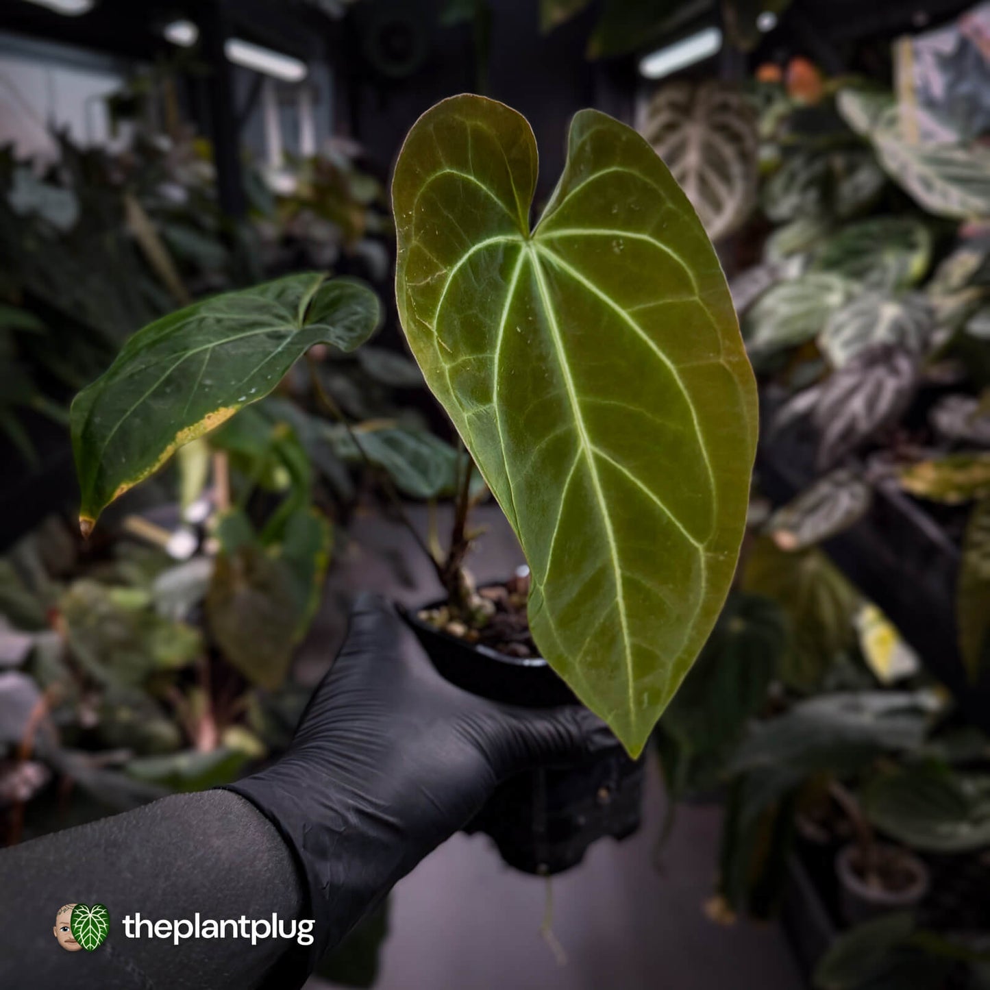 Anthurium forgetii hybrid x besseae aff 'Elektra' ⚡